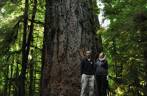 Junto à maior e mais antiga das Douglas Fir, em Cathedral Grove, na estrada para Tofino, em Vancouver Island, na British Columbia, no Canadá